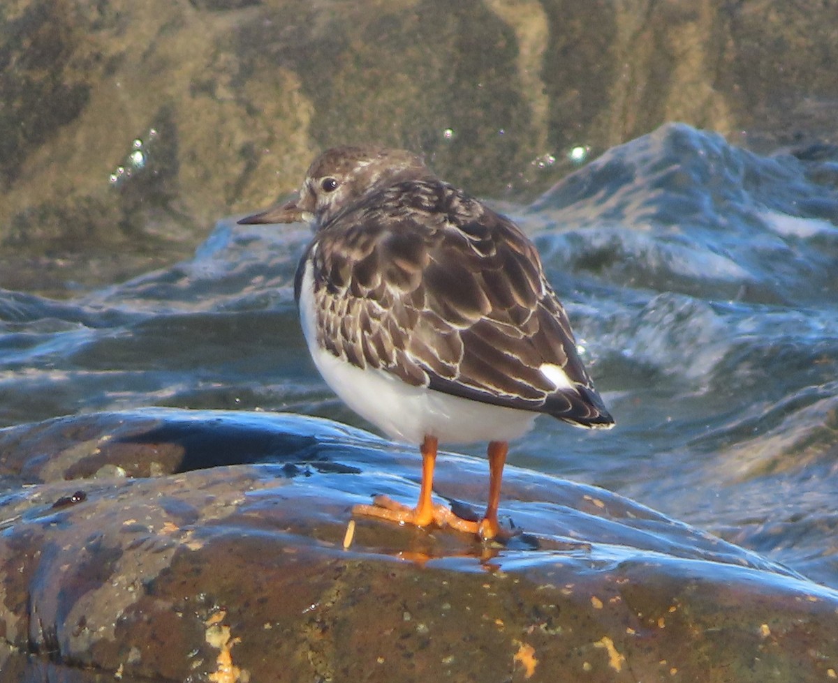 Tournepierre à collier - ML644508232