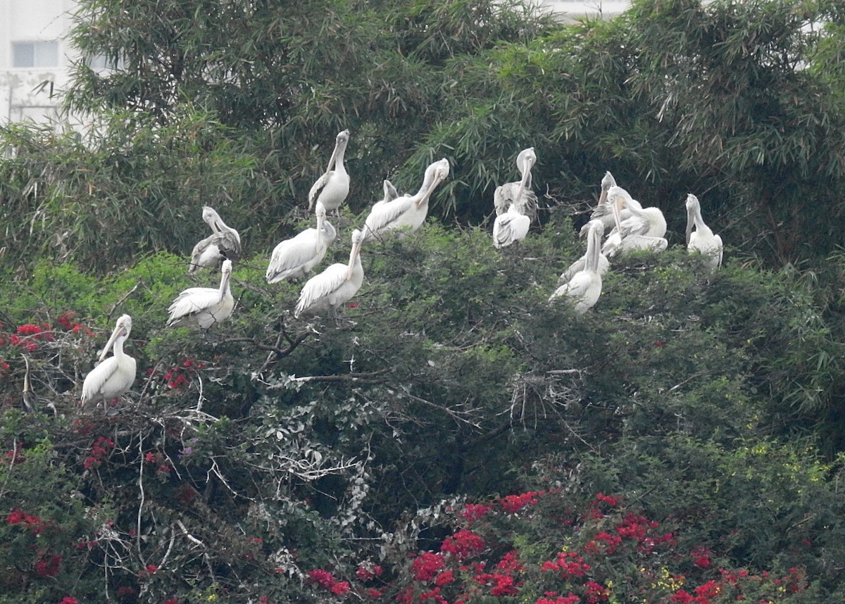 Пестроклювый пеликан - ML644508235