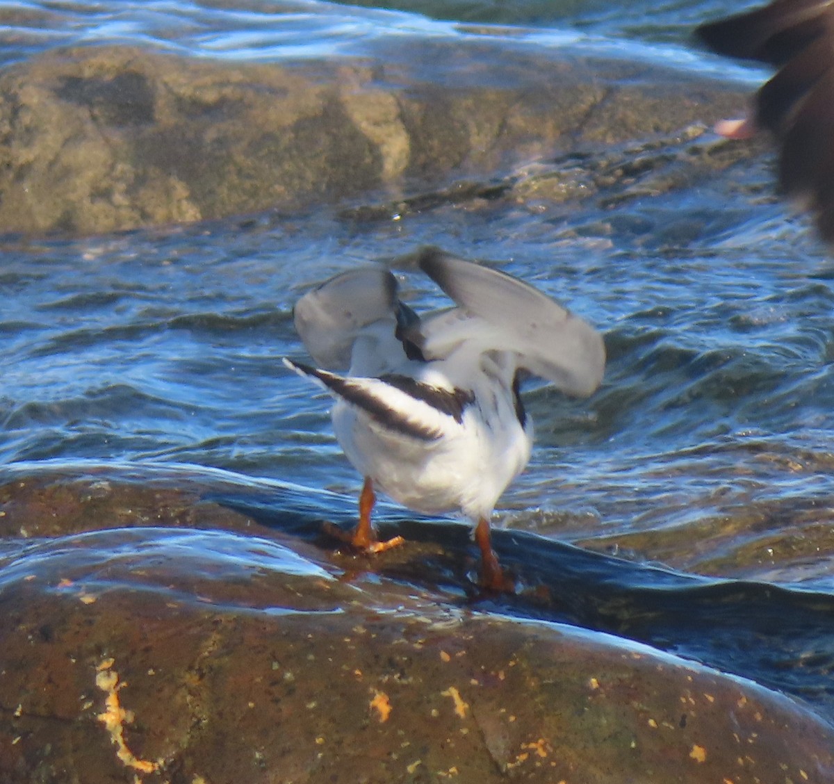Tournepierre à collier - ML644508236