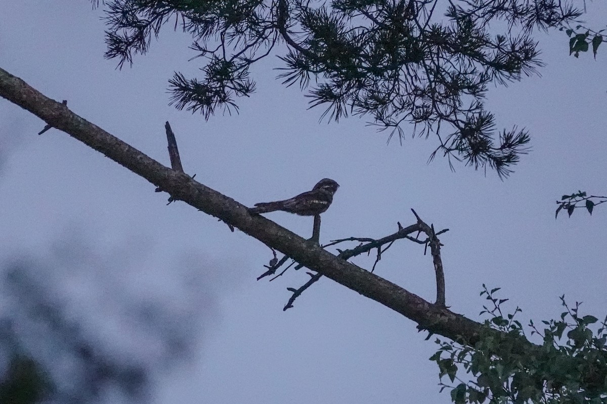 Eurasian Nightjar - ML644508242