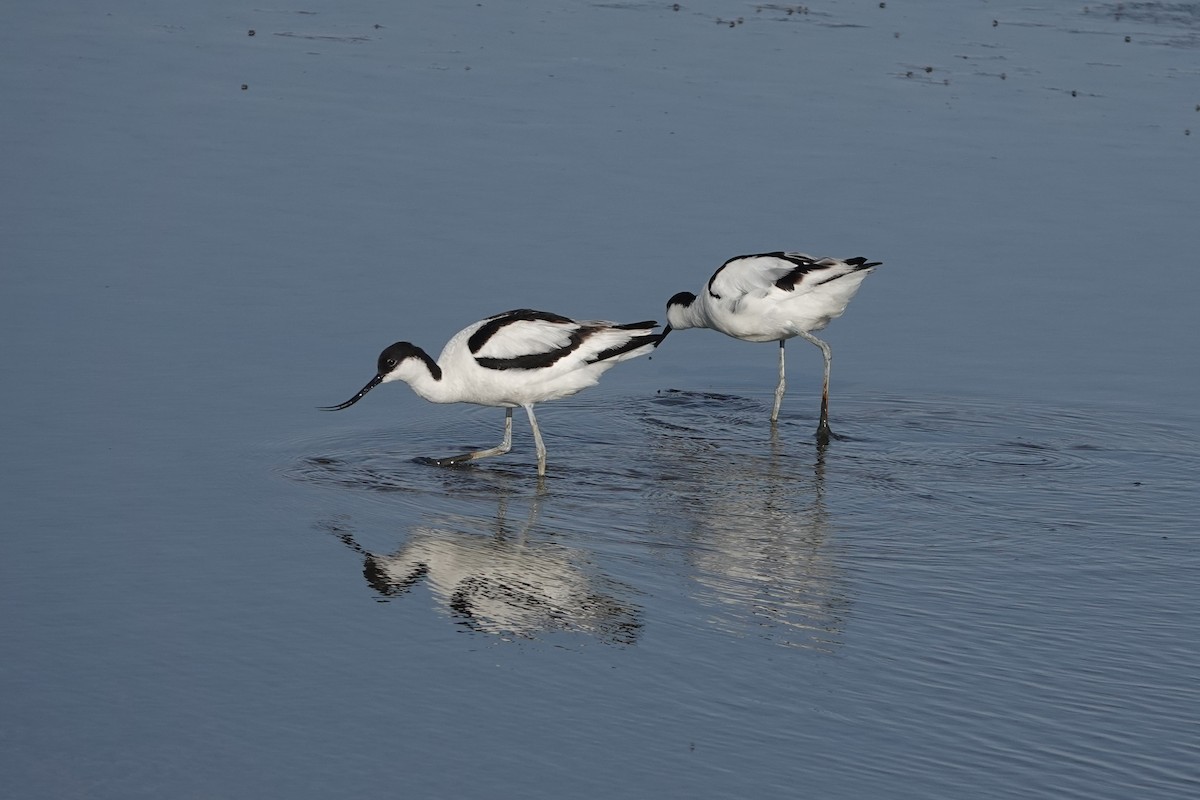Pied Avocet - ML644508255