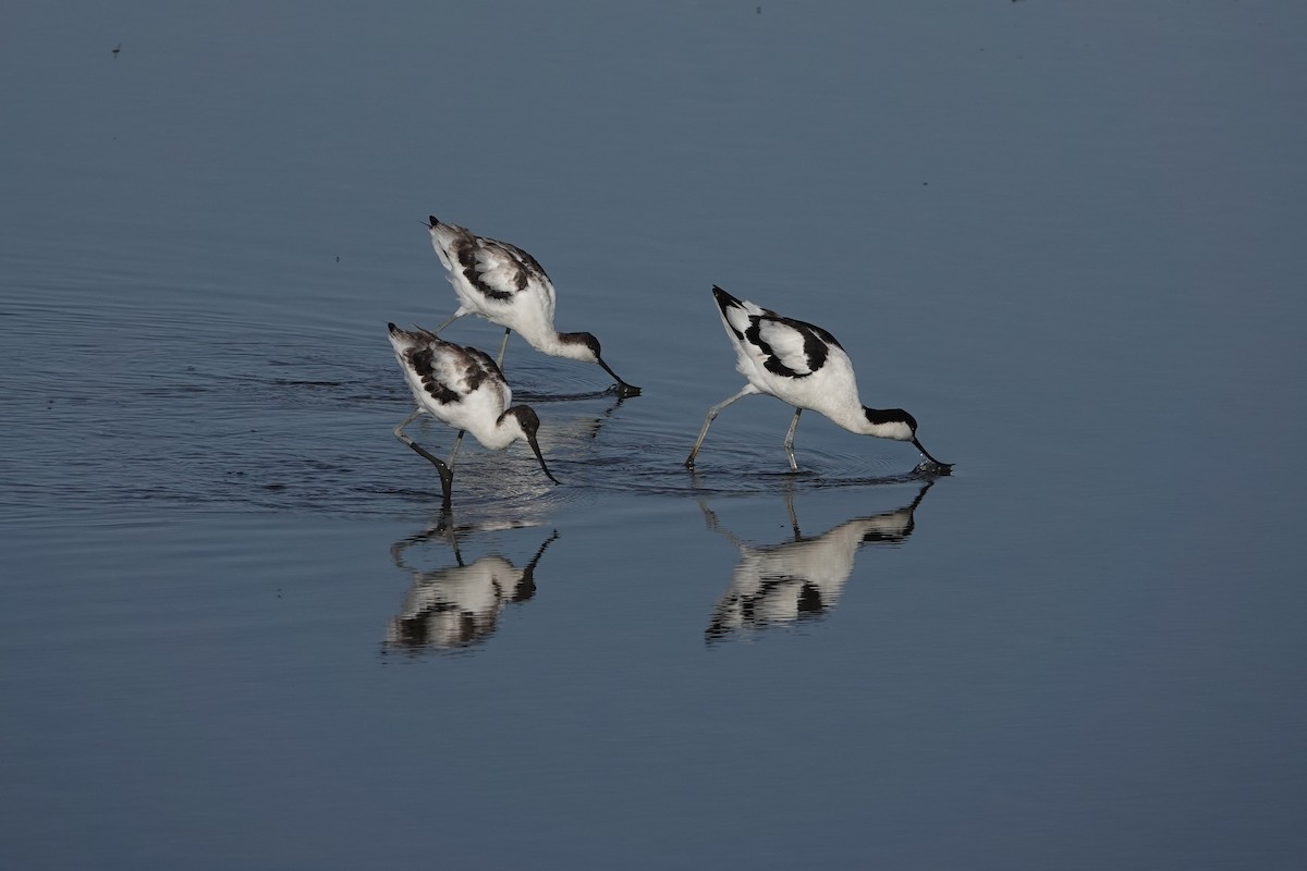 Pied Avocet - ML644508256