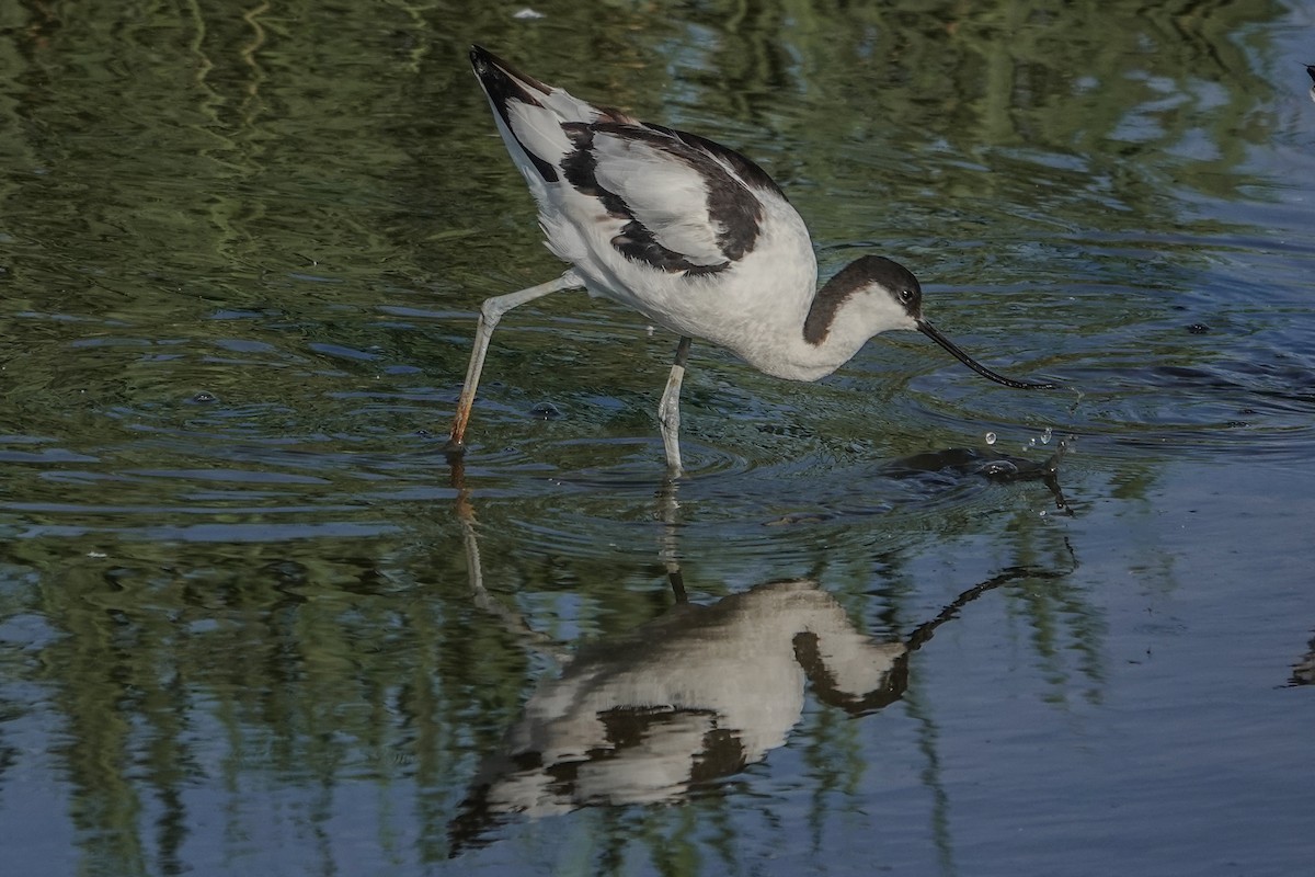 Pied Avocet - ML644508257