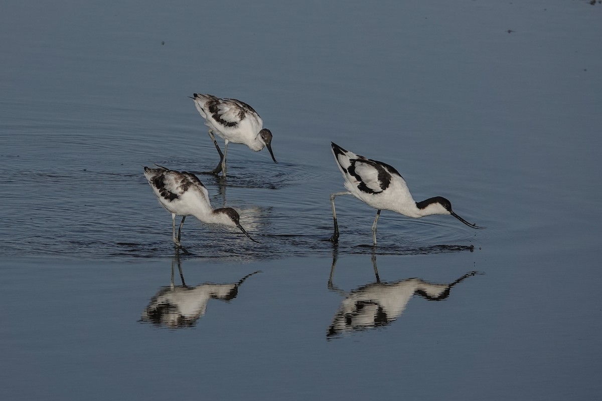 Pied Avocet - ML644508258