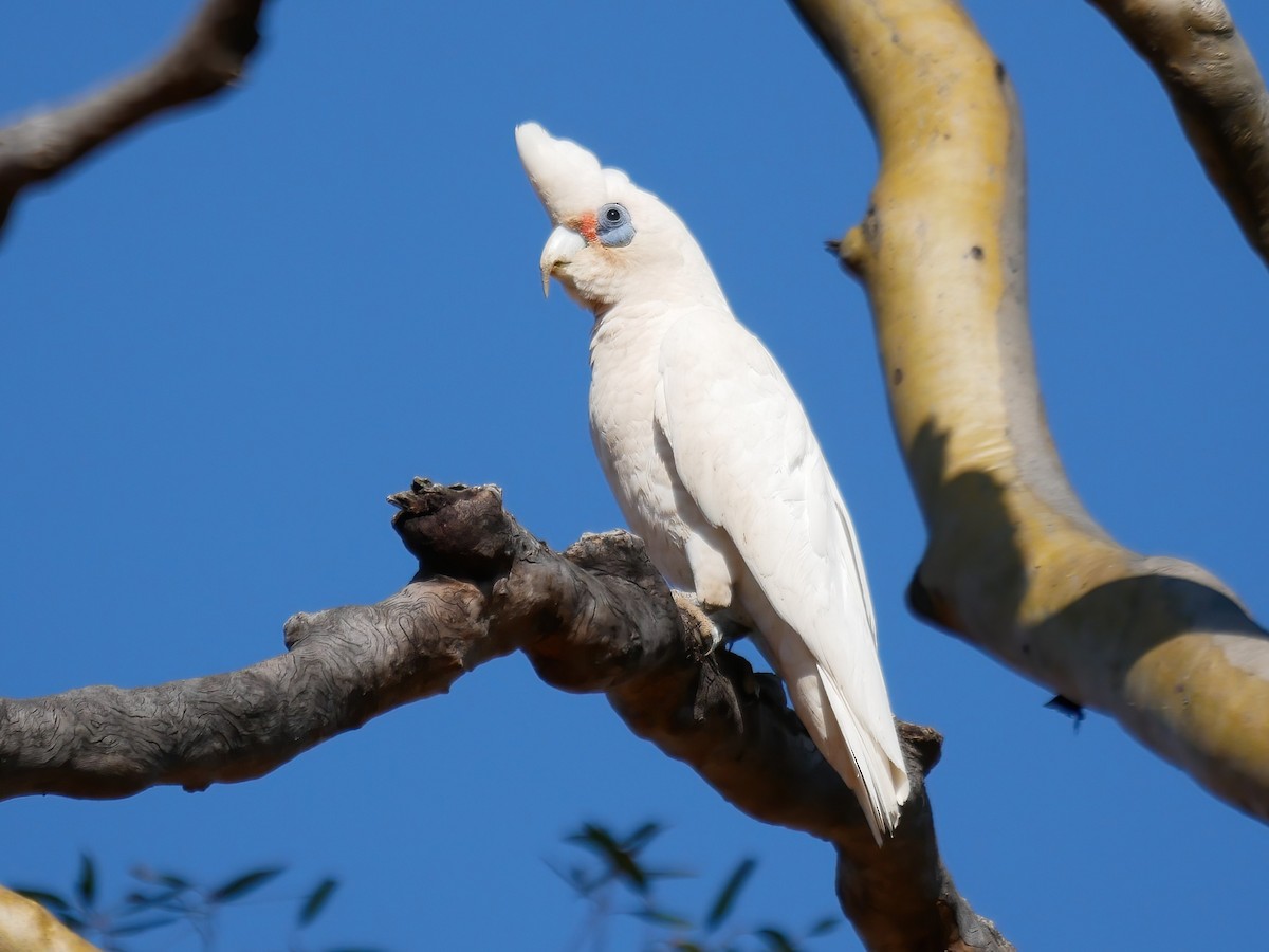 Western Corella - ML644508260