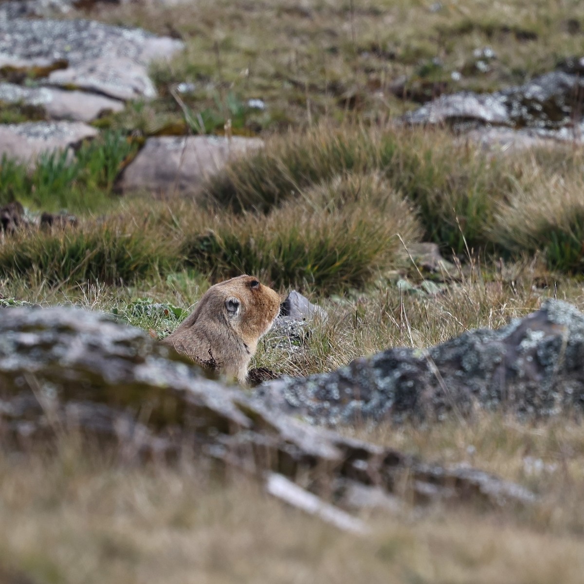 Giant Root Rat - Akshay Bharadwaj