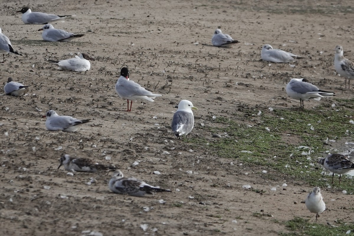 Моевка - ML644508265