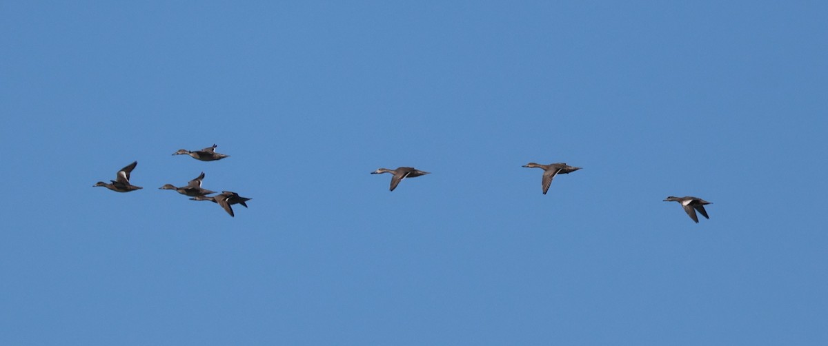 American Wigeon - ML644508268