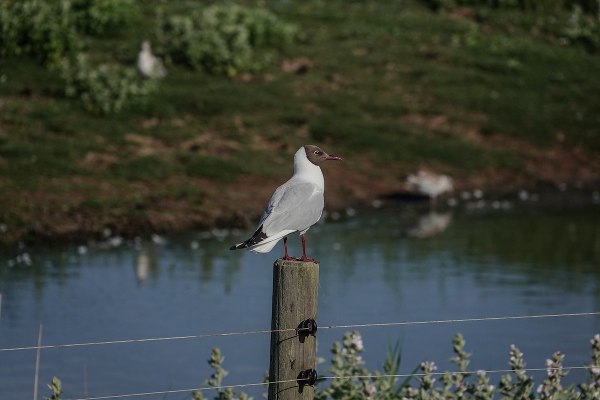 Black-headed Gull - ML644508270