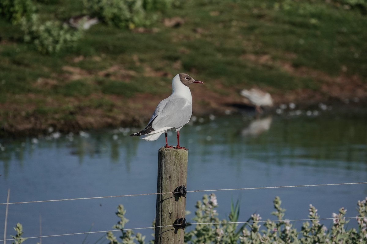 Black-headed Gull - ML644508271