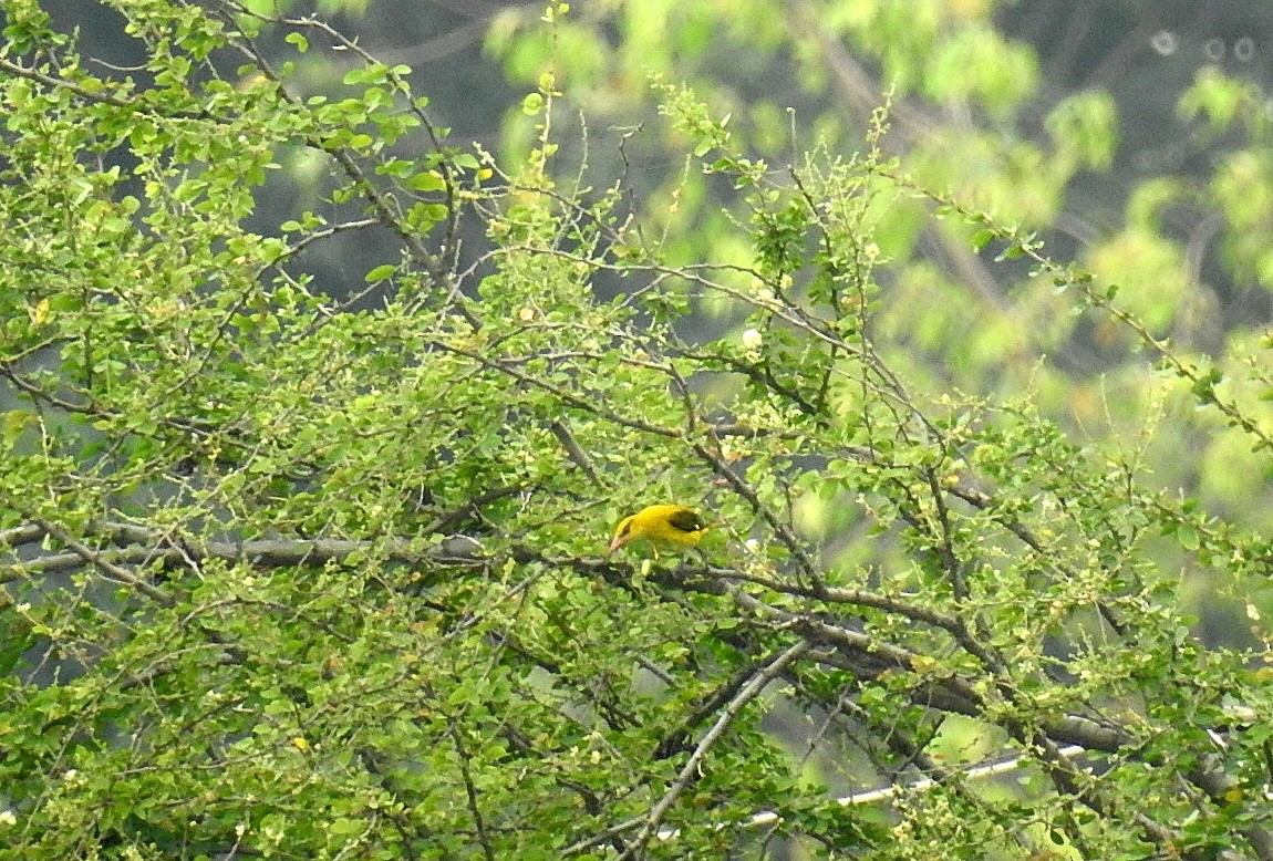 Indian Golden Oriole - ML644508274