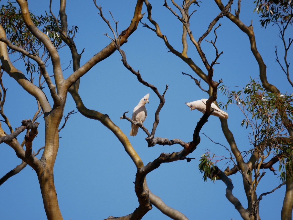 Western Corella - ML644508275