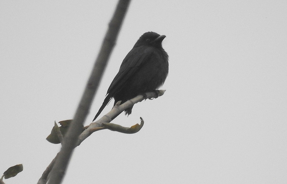 Black Drongo - ML644508278