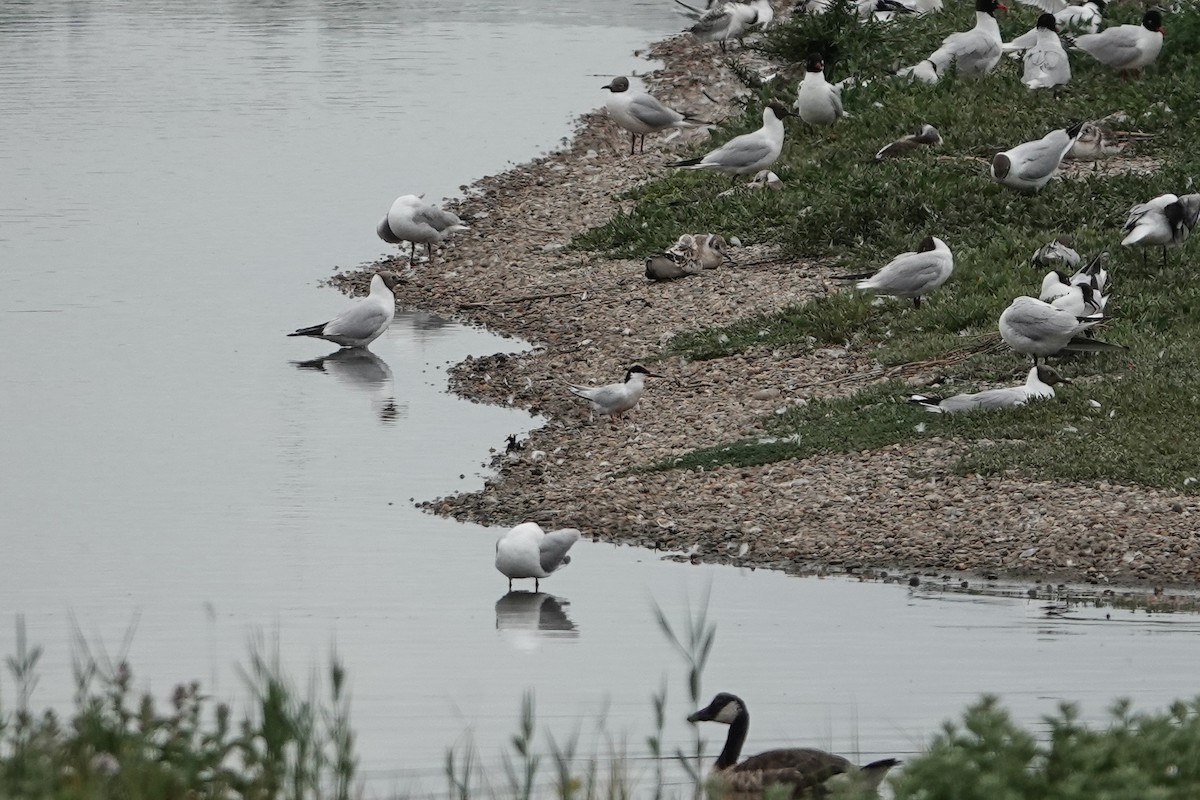 Roseate Tern - ML644508279