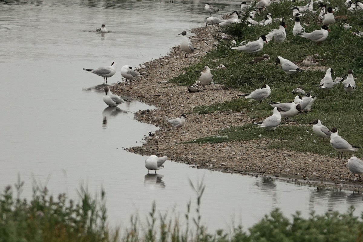 Roseate Tern - ML644508280