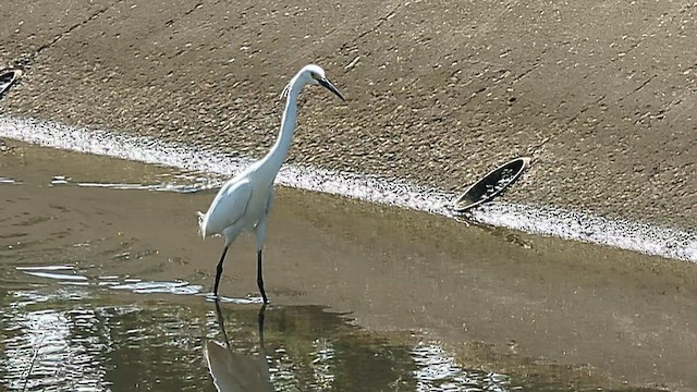 Seidenreiher (immaculata) - ML644508282