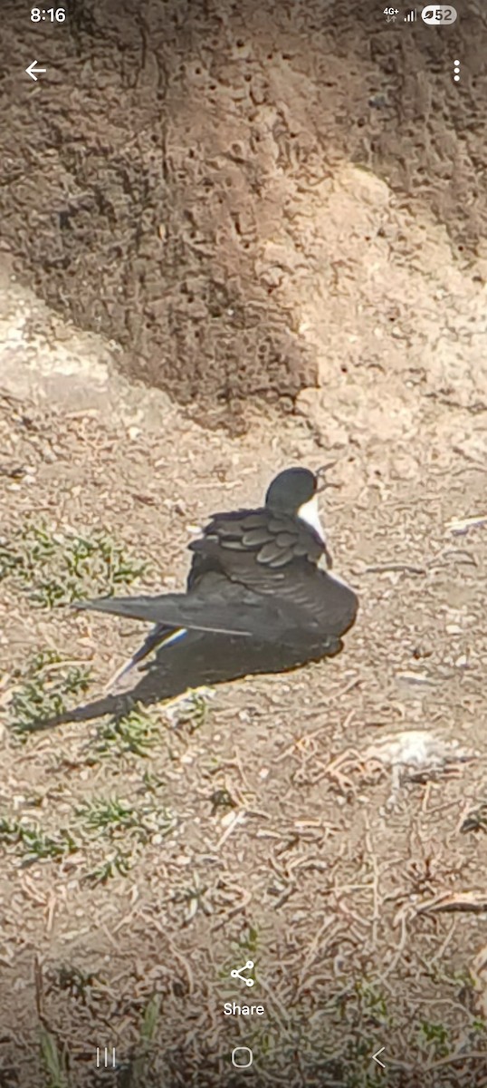 Txenada iluna - ML644508285