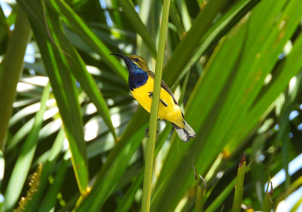 Sahul Sunbird - ML644508290