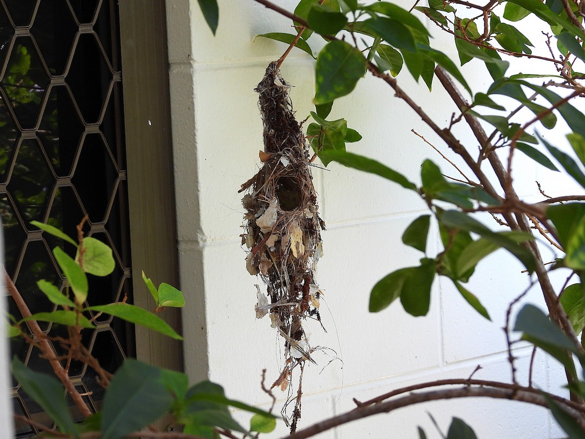 Sahul Sunbird - ML644508294