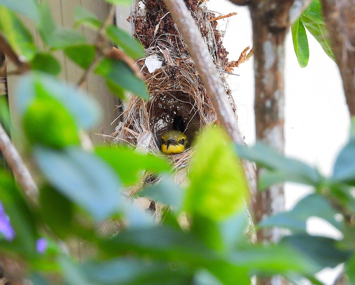 Sahul Sunbird - ML644508296