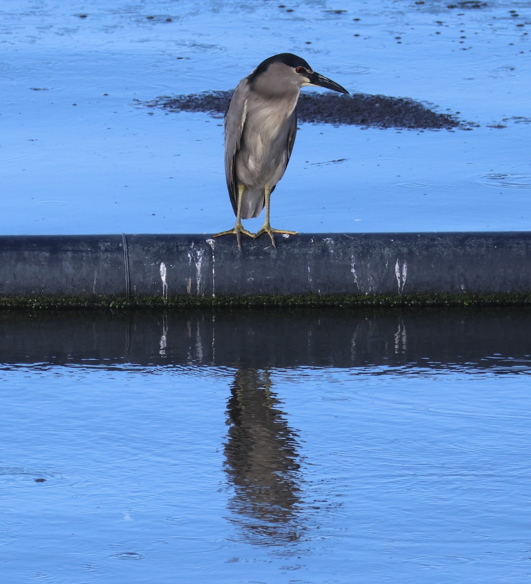 Black-crowned Night Heron - ML644508297