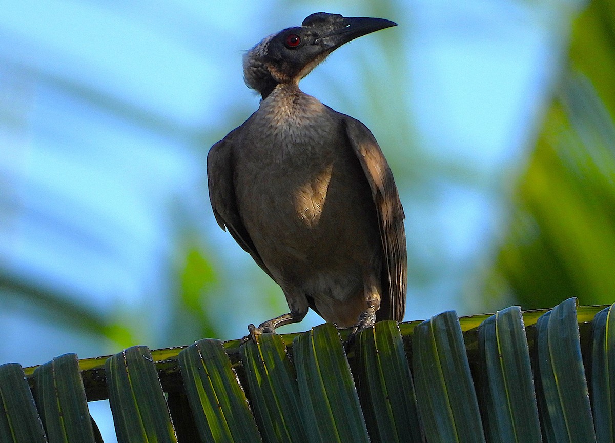 Helmlederkopf - ML644508301