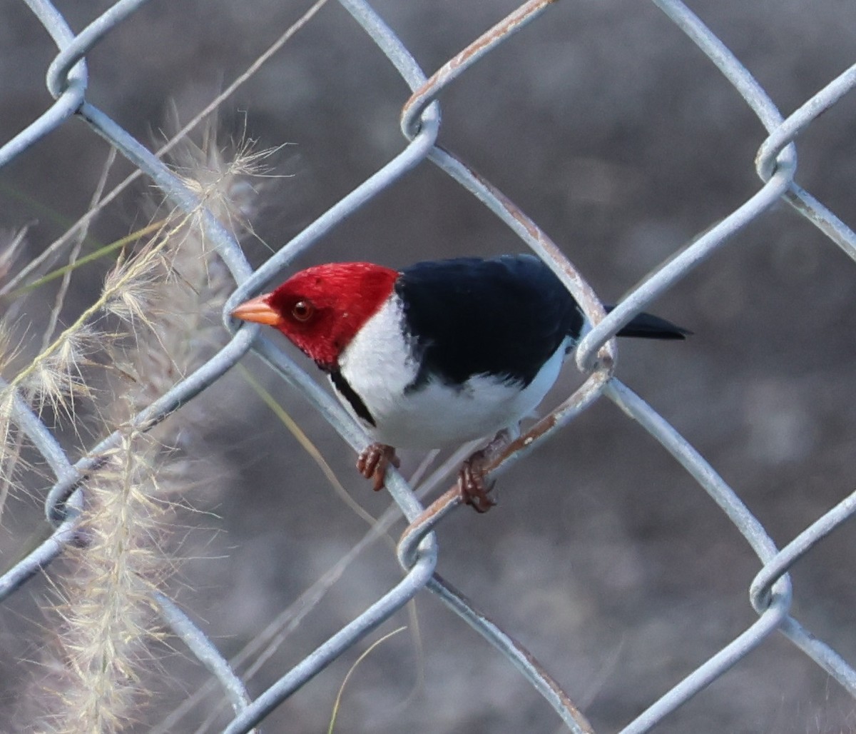 Yellow-billed Cardinal - ML644508302