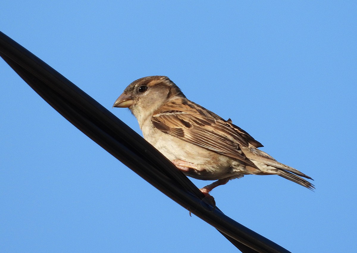 דרור הבית - ML644508303