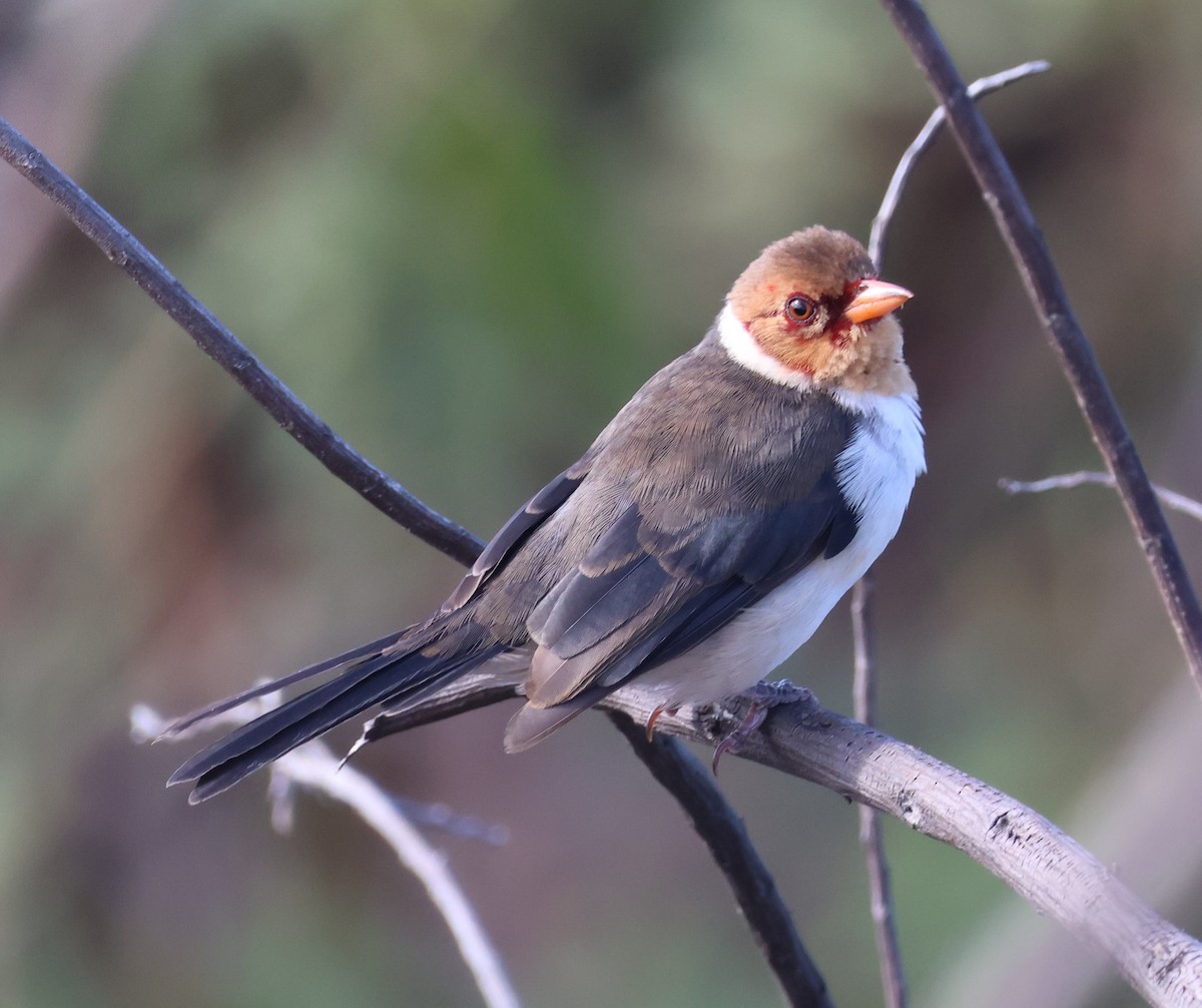 Yellow-billed Cardinal - ML644508304