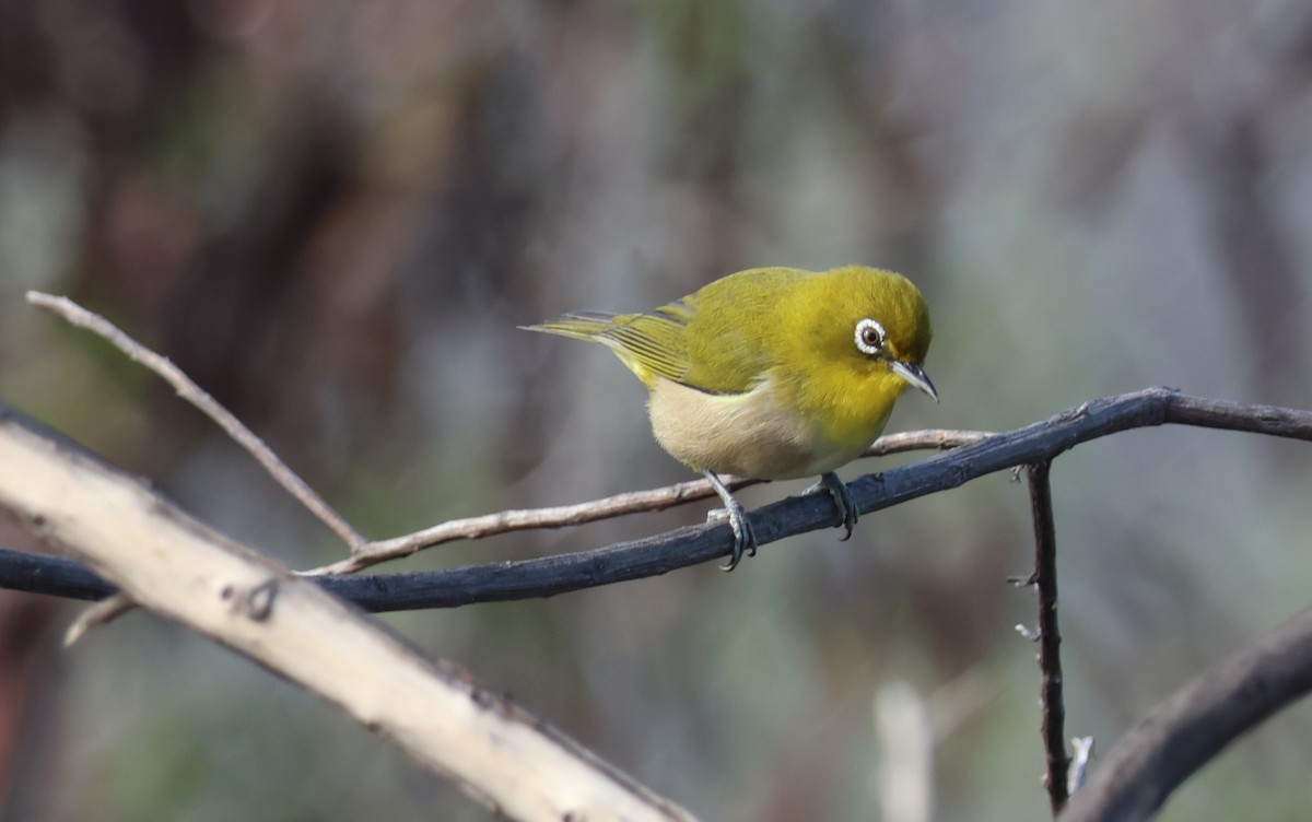 Anteojitos Japonés - ML644508309