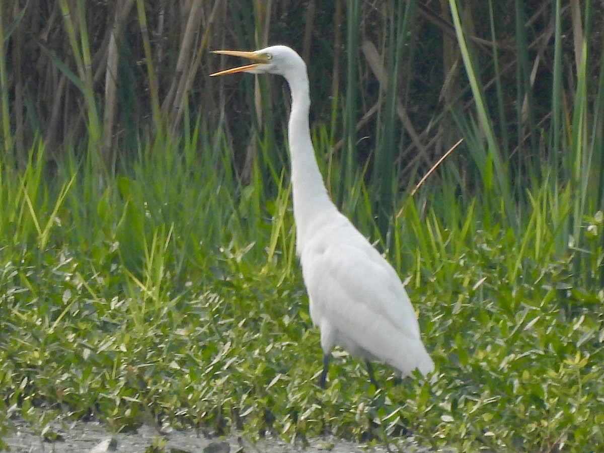 Medium Egret - ML644508311