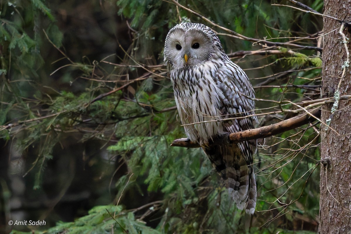 Ural Owl - ML644508313