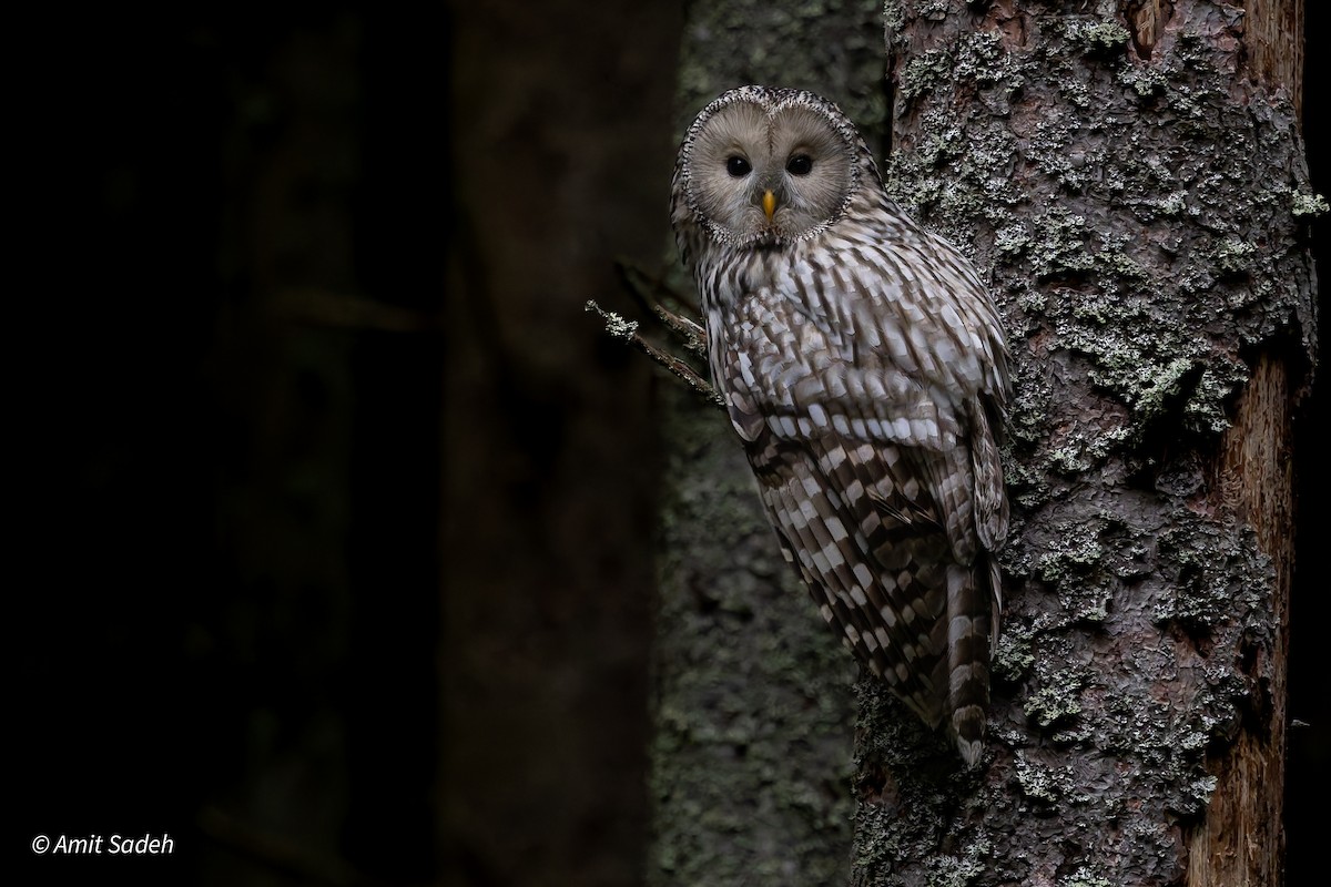 Ural Owl - ML644508314