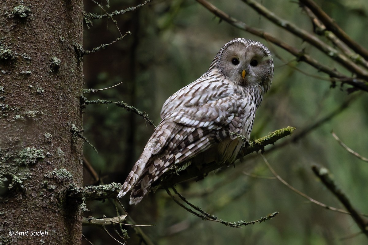Ural Owl - ML644508315