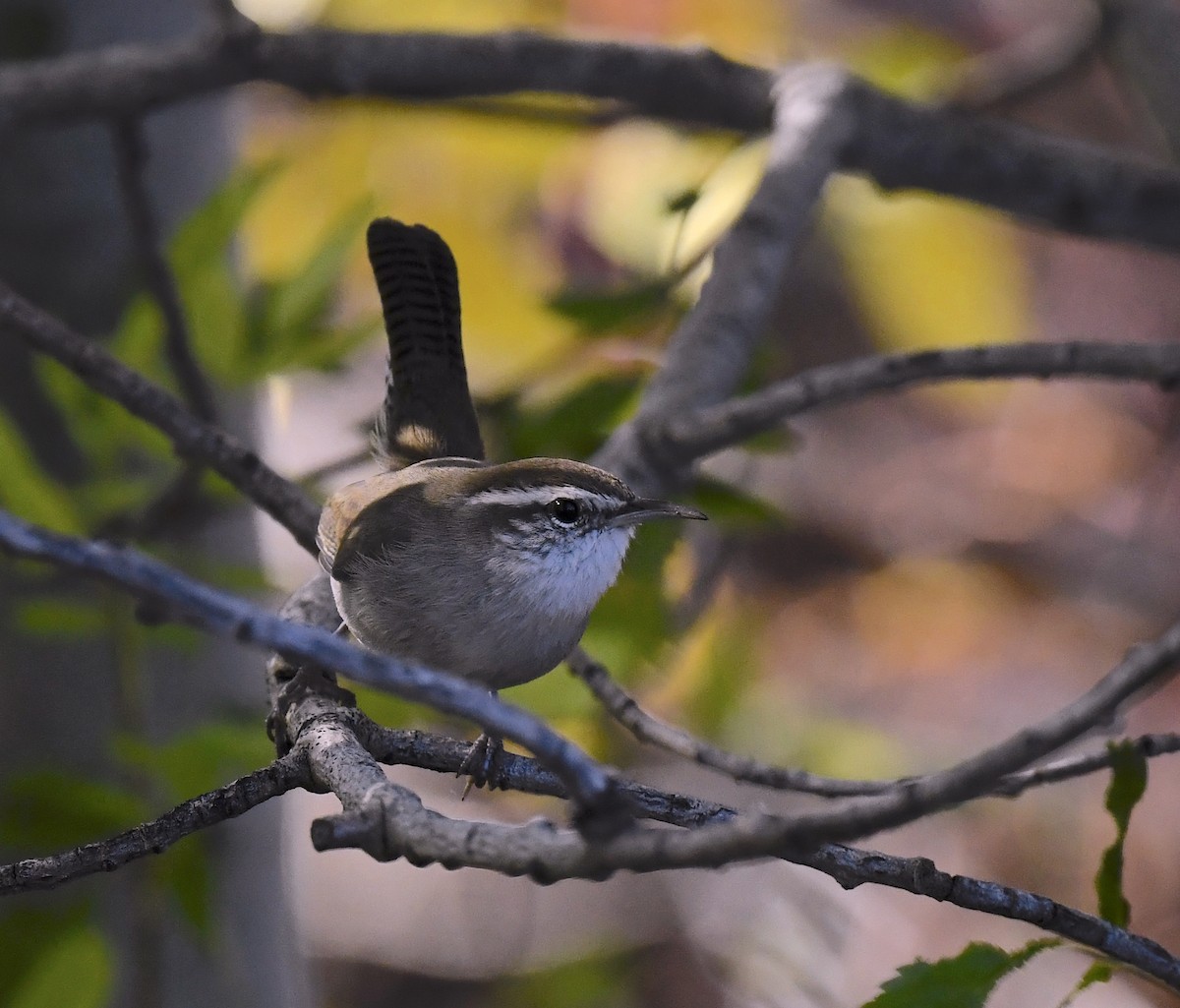 Troglodyte de Bewick - ML644508330