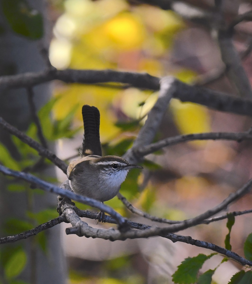 Troglodyte de Bewick - ML644508331