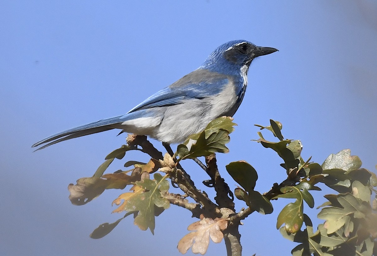 Калифорнийская сойка - ML644508335