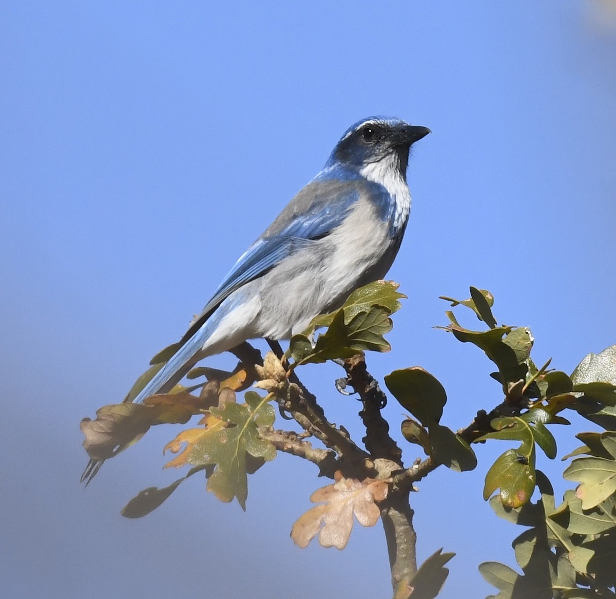 Калифорнийская сойка - ML644508338