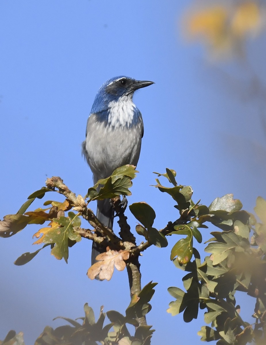 Калифорнийская сойка - ML644508339