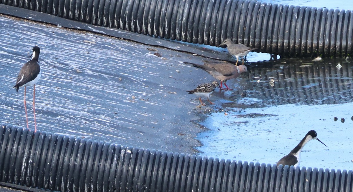 Wandering Tattler - ML644508340