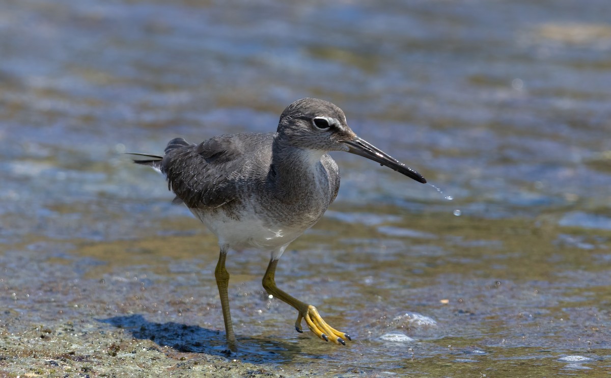 Wandering Tattler - ML644508354