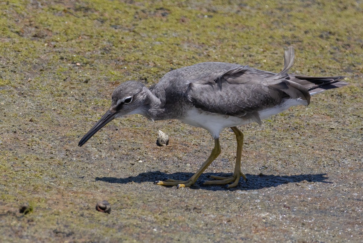 Wandering Tattler - ML644508355