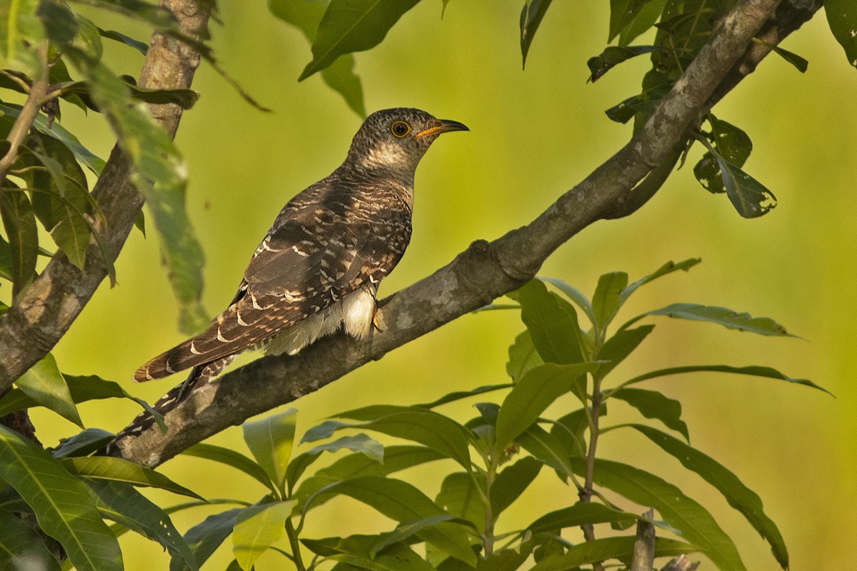 Common Cuckoo - ML644508358