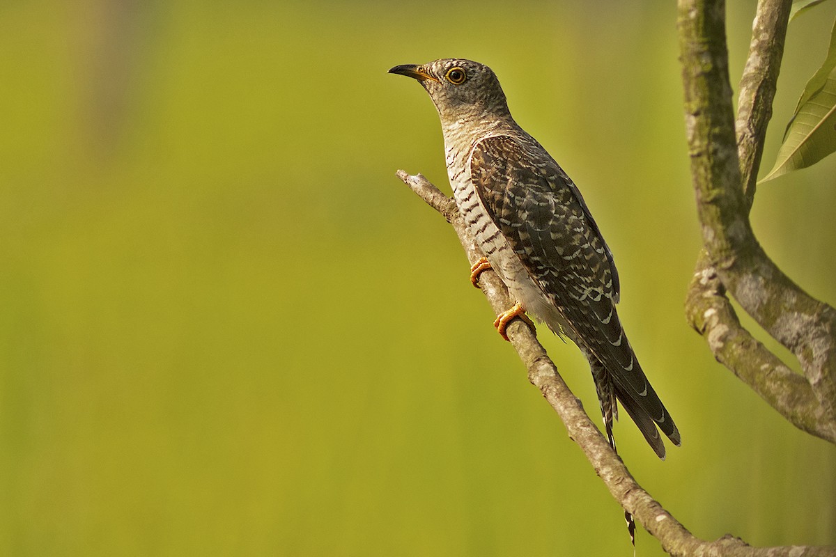 Common Cuckoo - ML644508360