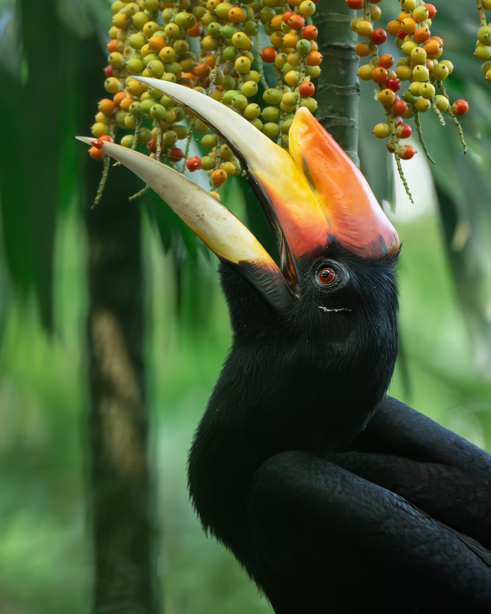 Rhinoceros Hornbill - ML644508374
