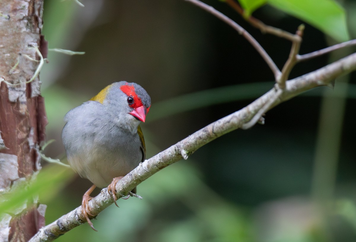 Краснобровая амадина - ML644508375