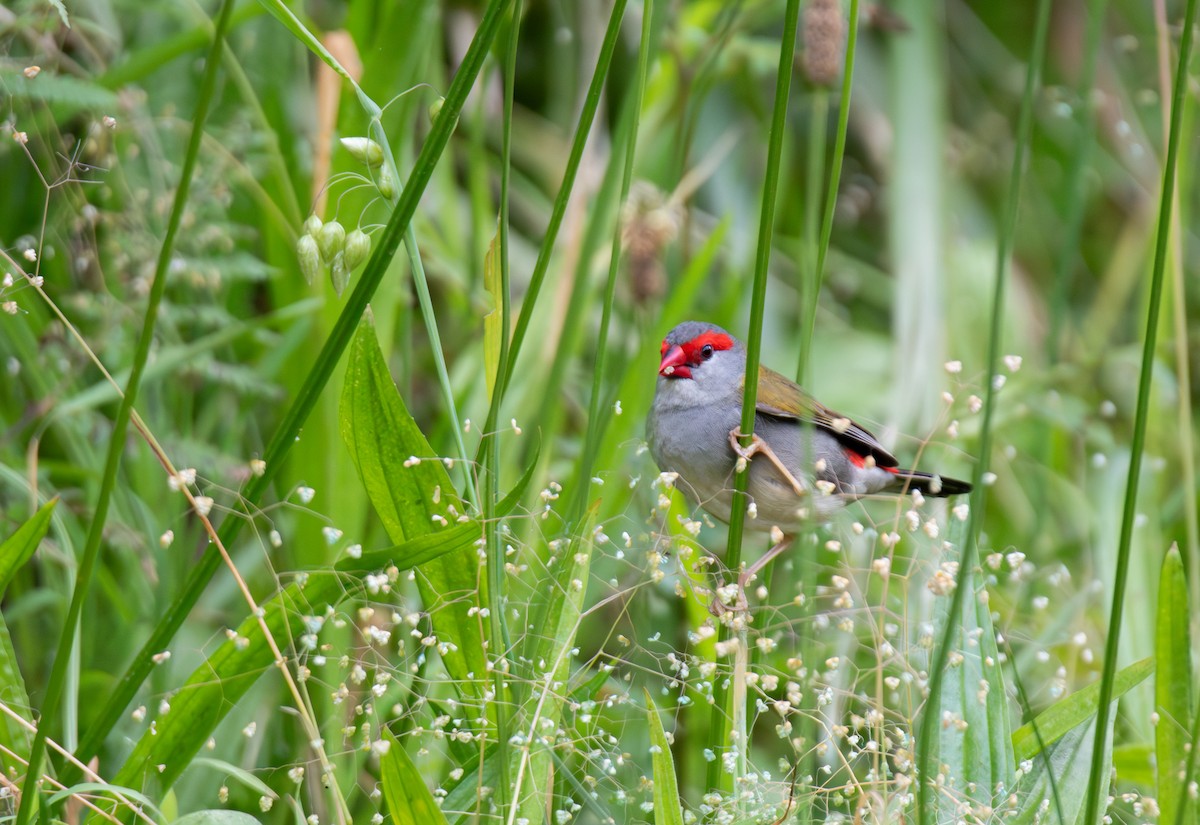 Краснобровая амадина - ML644508376