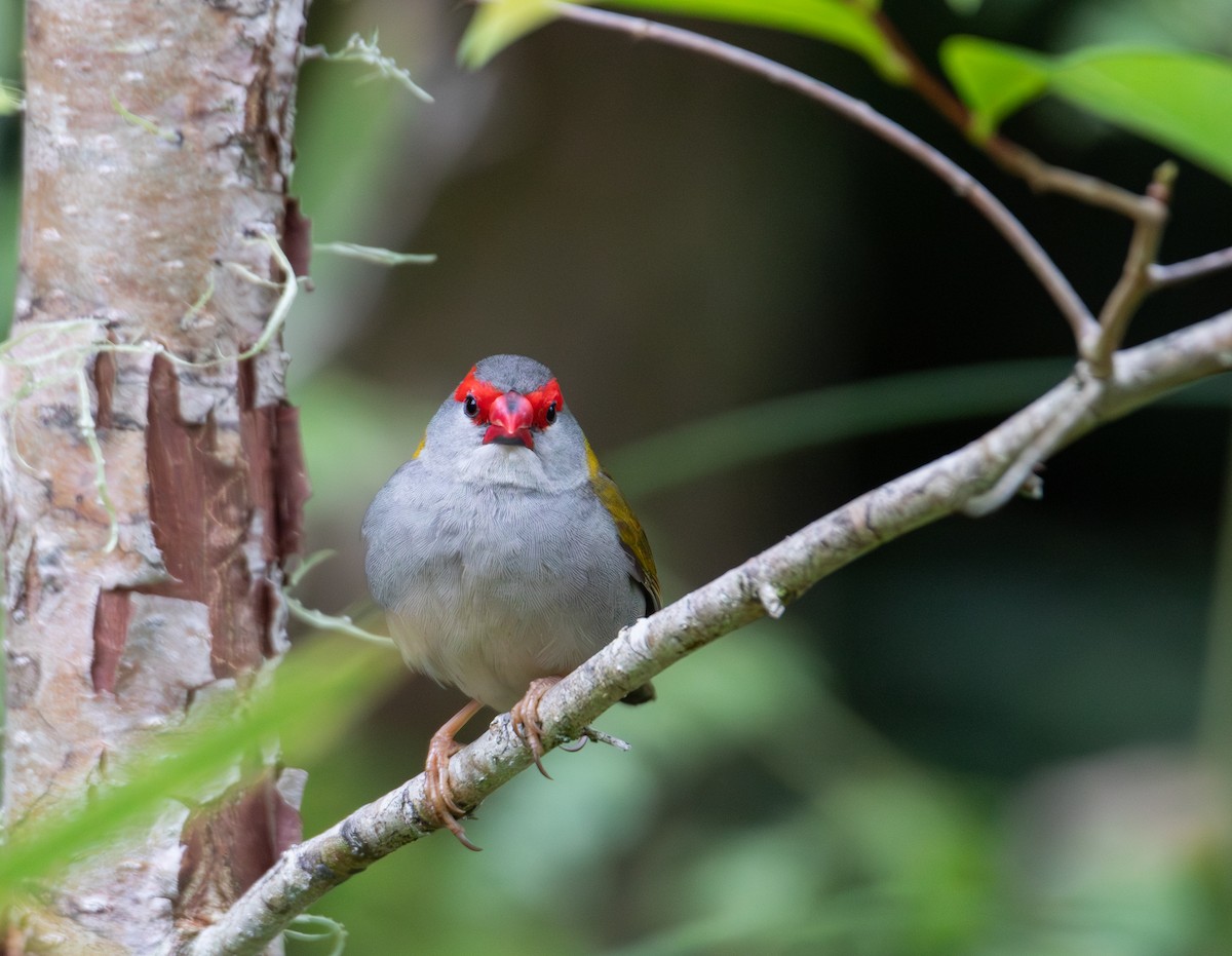 Краснобровая амадина - ML644508377