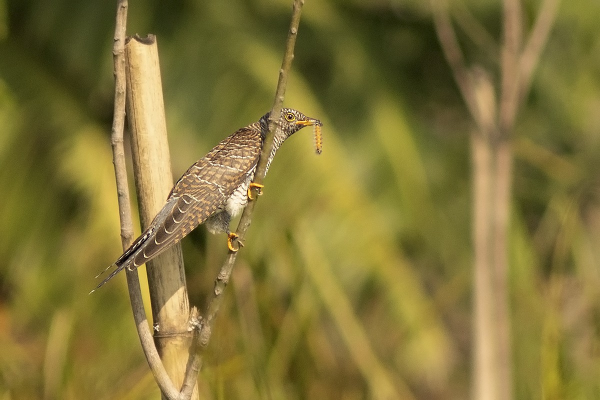 Common Cuckoo - ML644508378
