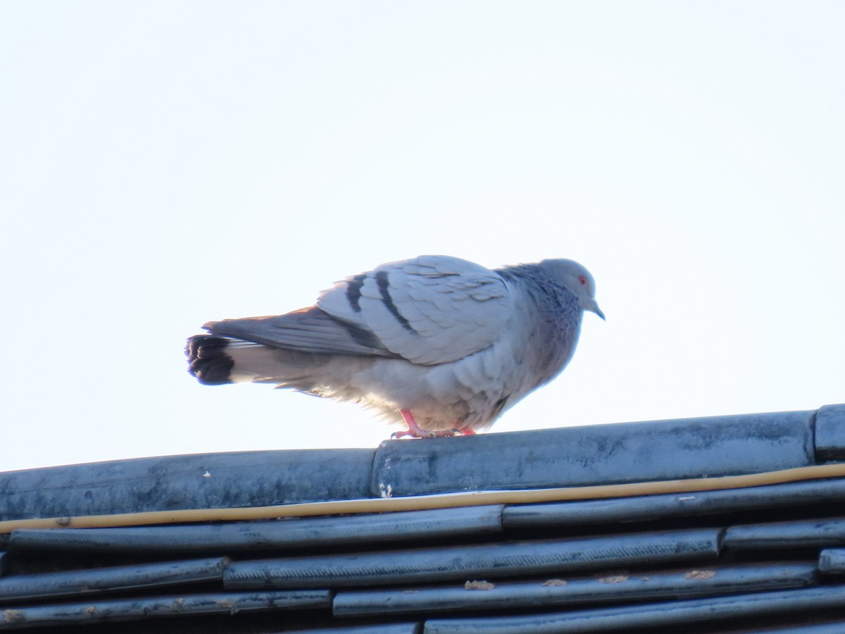 Hill Pigeon - ML644508379